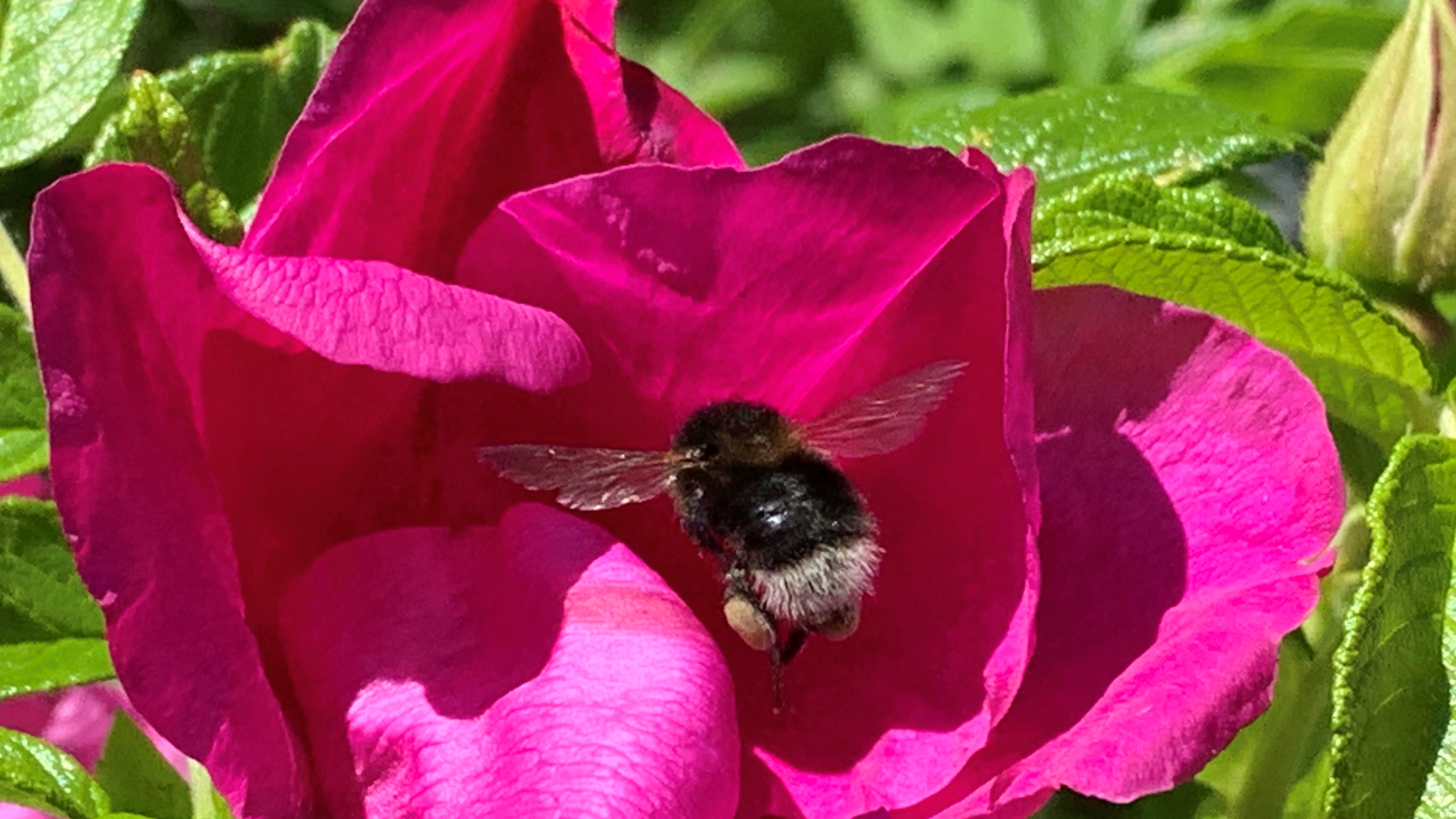 FLOWER 18